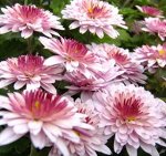 14 Sunbeam Pink Bicolor