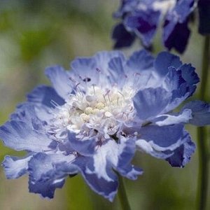 Скабиоза кавказская Фама Дип Блу
