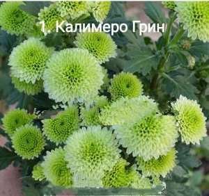 1 Калимеро Грин
