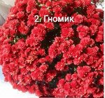 2 Гномик