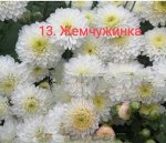 13 Жемчужинка