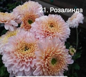 21 Розалинда