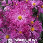 29 Рубиновый Луч