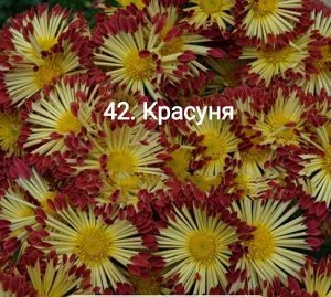 42 Красуня 