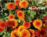 46 Аусма