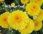 54 Хейди Гелб