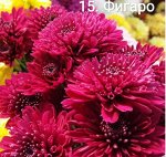 15 Фигаро
