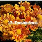 17 Троильбосс