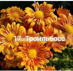 17 Троильбосс