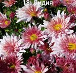 18 Романтична/Лидия