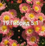 19Гибрид 5,1