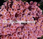 23 Дюймовочка