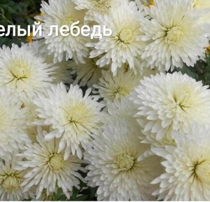 24 Белый Лебедь
