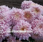 26 Розовый сон