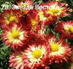 28 Звезда Востока
