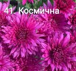 41 Космична