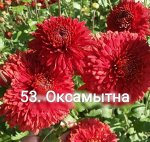 53 Оксамытна
