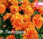 57 Пектораль