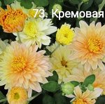 73 Кремовая