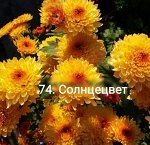 74 Солнцецвет