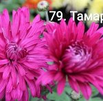 79 Тамара