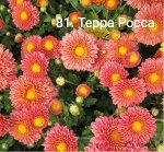 81 Терра Росса