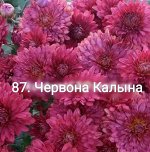 87 Червона Калына