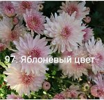 97 Яблоневый цвет