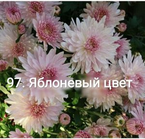 97 Яблоневый цвет