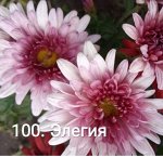 100 Элегия