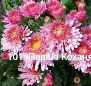 101 Перше Коханя