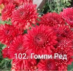 102 Гомпи Ред
