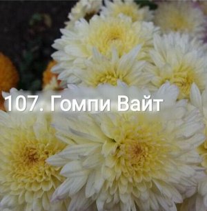 107 Гомпи Вайт