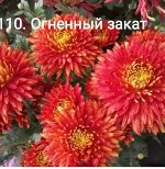 110 Огненный Закат
