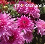 113 Кассиопея