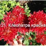 121 Клеопатра красная