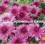 125 Сиреневый Ежик