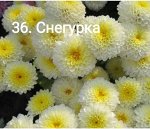 36 Снегурка