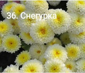 36 Снегурка