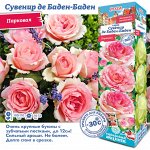 Роза Сувенир де Баден-Баден (Парковая) 1шт (Сиб сад)