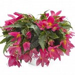 Бегония Beauvilia Hot Pink Impr.