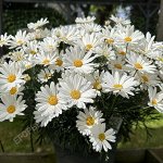Аргирантемум Aramis Classic White