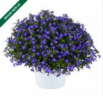 Лобелия Glow Blue Volt