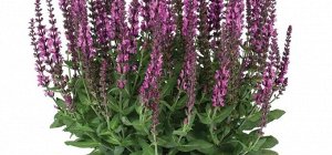 Шалфей дубравный (Salvia nemorosa) Apex Pink