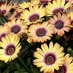 Остеоспермум Cape Daisy Zanzibar Painted Desert