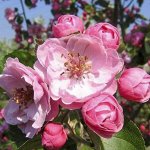 Яблоня декоративная Бренди Мэджик