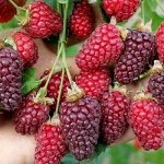 Eжемалина Дарроу