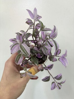 Традесканция Spring splash (Mundula variegata sport)