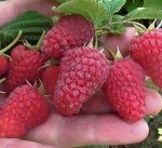 Пшехиба раннеспелый  РЕКОМЕНДАЦИЯ