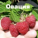 Овация малина ремка  РЕКОМЕНДАЦИЯ